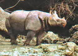 javan rhino
