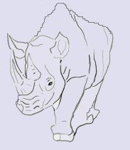 walking rhino