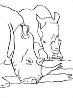 White Rhinos