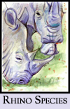 Rhino Species