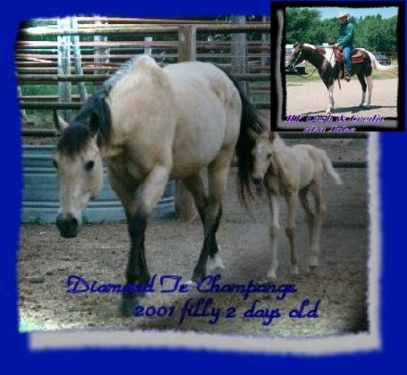 Diamond Te Champagne 2001 filly, owned by Wanda Cass,  Sire, HF Cash & Credit, owned by Roy Lange. Foal born May 2001
