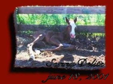 Foal owner Tammy Komarek,
mare Shadow Robin Mist (Paint Mare) Sire:Bodie (Quarter Horse) Born June 18, 2001, 1 day old! 