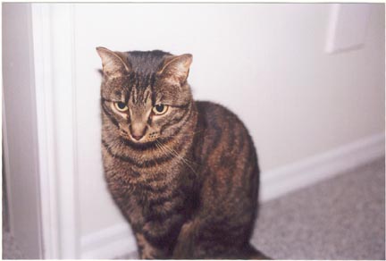 Snickers, the best cat in the world