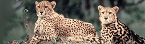 Click here to see wild animals! (Photo compliments of Africa Travel Center)