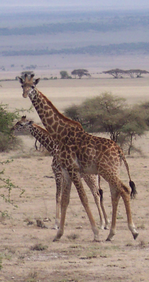 Click here to view photos of wild animals