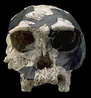 Click here to learn where humanity came to exist!