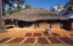 Spice Plantation - Photo compliments of Zanzibar.net