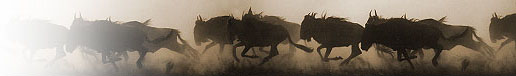 Wildebeest Migration (Photo header compliments of safari.go2africa.com)