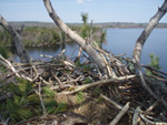 Ginger Dean: Eagles nest with fresh kill May 08