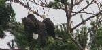 Gordon "Butch" Gower; eagles over Great moose Lake