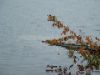 Linda Blicker: Siebert/Blicker Dock Northeast Cove Oct 2005