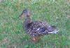 Mary Ellen Bossum: Blue Winged Teal summer of 2004