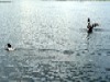 Gary Frosch: Loons return to the lake, spring 06