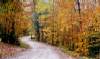 Jan Woerheide: Oct 2005 Access Road Foliage