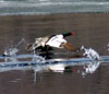 Michael Strout: Common Merganzer taking flight in Northeast Cove, spring 05
