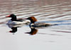 Michael Strout: Male and Female Common Merganzers in Northeast Cove, spring 05