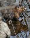 Michael Strout: Muscrat in Northeast cove during ice-out