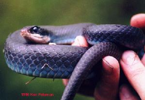 Not to be confused with a cottonmouth