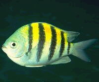 That's Sgt. Fish to you!