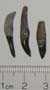 These three teeth were found so close together they must have belonged to the same animal.
