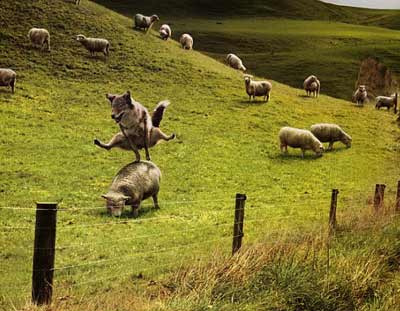 LEAP DOG!