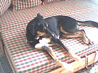 da hund