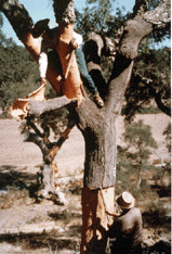 Cork Harvesting