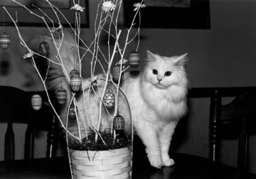 Peaches, Easter Cat&nbsp;&nbsp; >(^..^)<