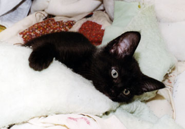 Sophie as a Kitten&nbsp;&nbsp; >(^..^)<