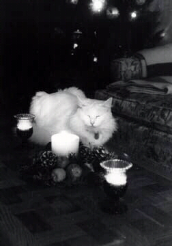 Aspen on Christmas Eve&nbsp; >(^..^)<