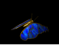 click on butterfly to email Greenfairy