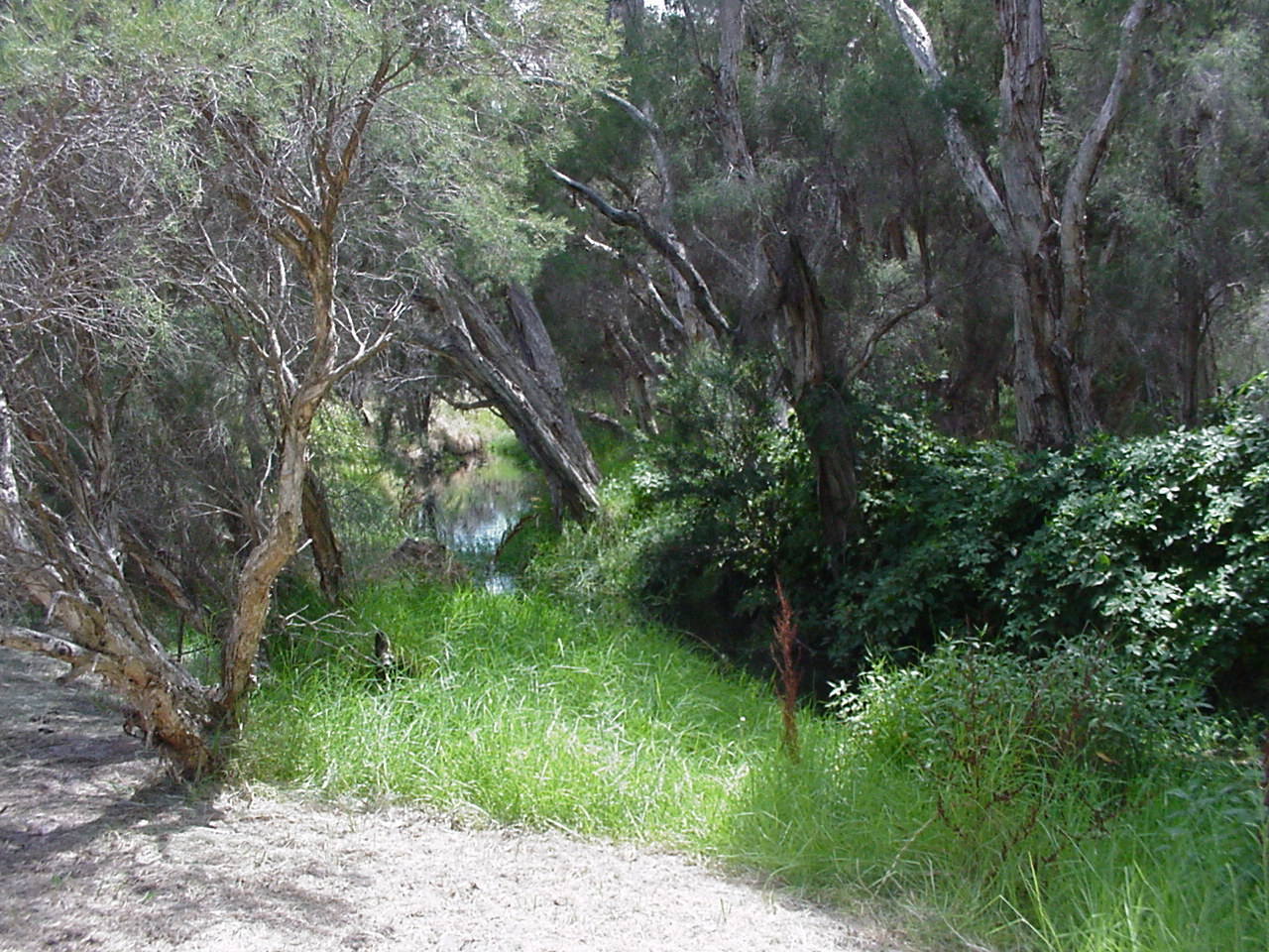 in the creek