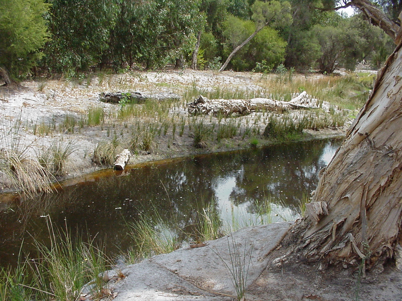 sandy with little plants around creek