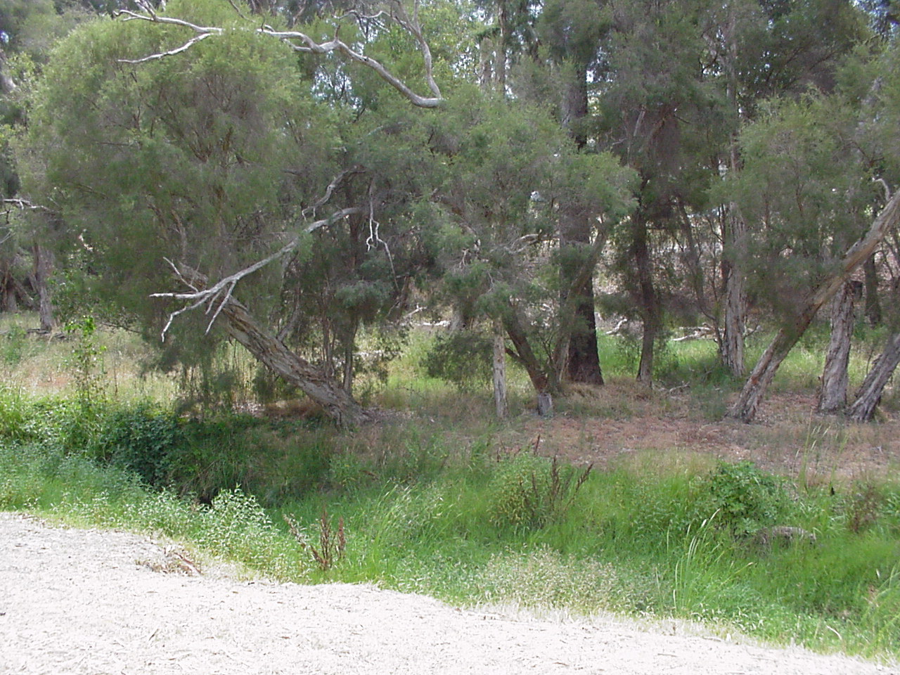 many trees