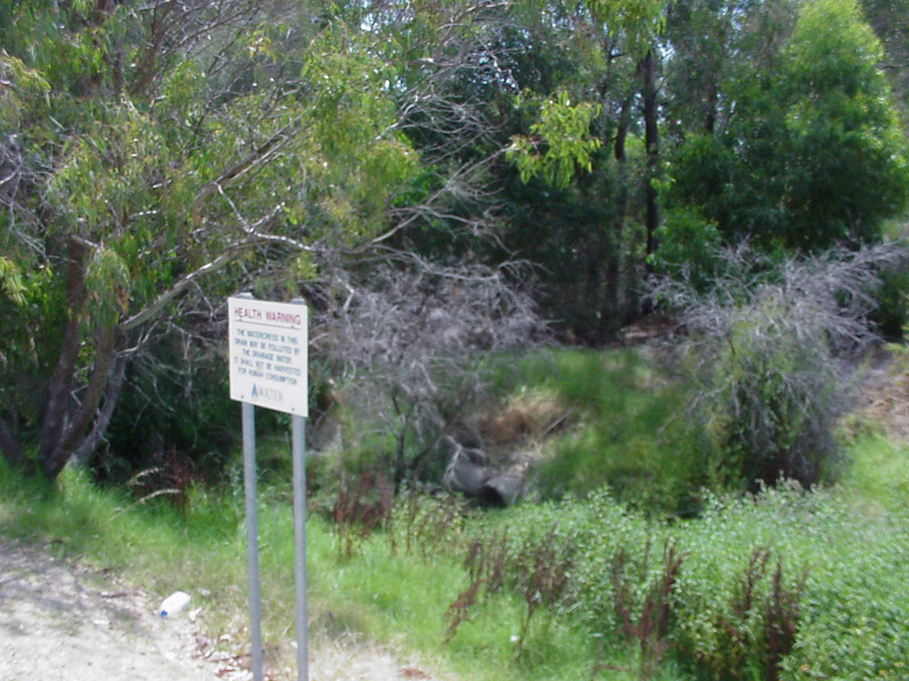 lush vegetation