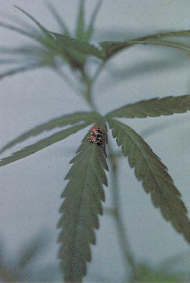 Make Love, Not War (Against Cannabis...!)