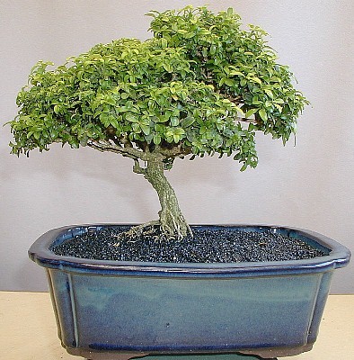 Kingsville Dwarf Boxwood
