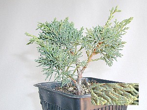 'Shimpaku' Chinese Juniper