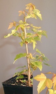 Trident Maple