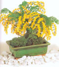 mimosa stile bonsai! =)