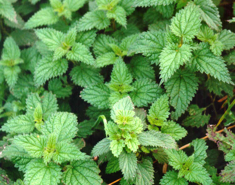 Nettles