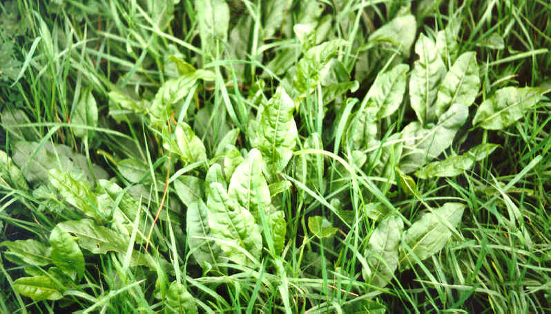 Sorrel