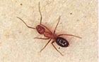 An image of a carpenter ant
