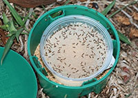 ant bait