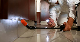 A pest inspection