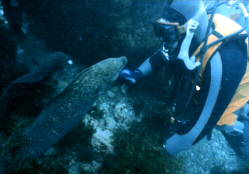 [IMAGE:  Diving Catalina Island]