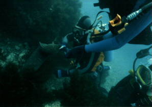 [IMAGE:  Diving Catalina Island]