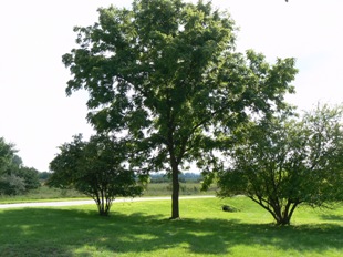 Click here for larger image of Black Walnut