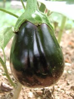 Eggplant