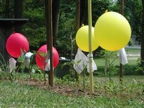 Balloons